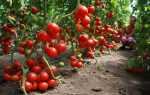 Какие сорта помидор самые урожайные для теплиц: описание фото, отзывы