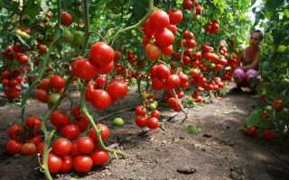Какие сорта помидор самые урожайные для теплиц: описание фото, отзывы