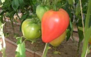 Сорт помидоров «Орлиное сердце»: описание, характеристика, урожайность, отзывы и фото