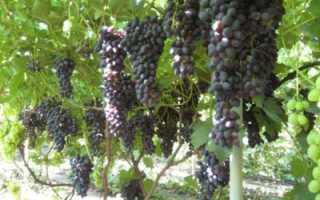 Виноград Чарли: выращивание, сортовые особенности, описание и отзывы