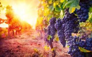 Размножение винограда черенками осенью в домашних условиях