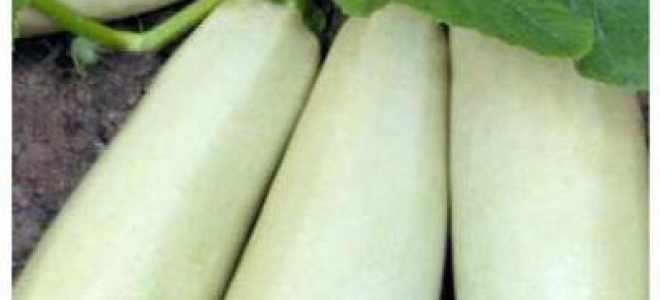 Выращиваем кабачок