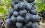 Виноград Руслан: характеристика сорта, достоинства, уход и выращивания