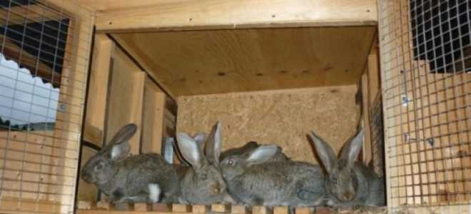 Двухъярусные клетки для кроликов своими руками: варианты конструкции, пошаговая инструкция