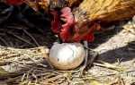 Почему куры клюют свои яйца: что делать и как решить проблему?
