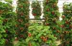Вьющаяся клубника: уход и особенности выращивания, как посадить, агротехника