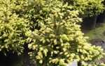 Ель восточная «Голден старт» (Picea orientalis «Golden Start») — купить в СПб с доставкой
