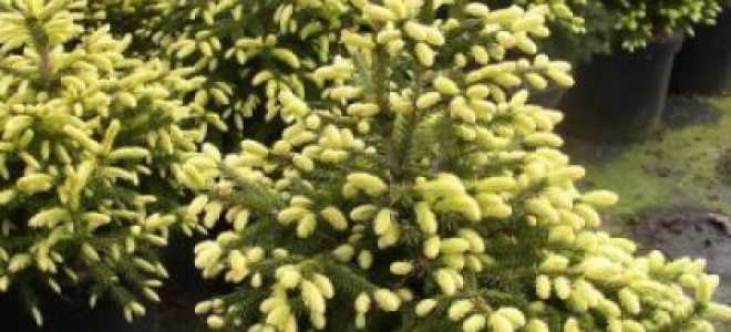 Ель восточная «Голден старт» (Picea orientalis «Golden Start») — купить в СПб с доставкой