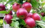 Зимние сорта яблонь: фото с названиями