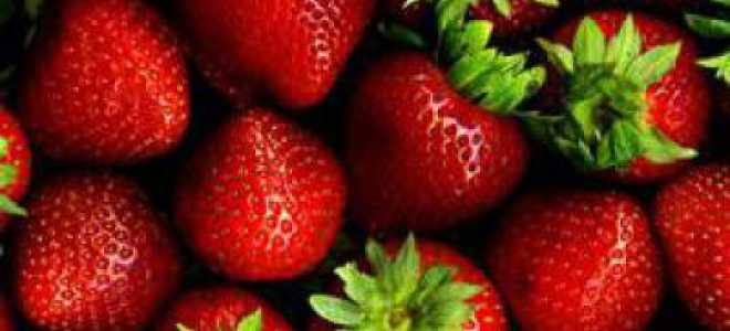 Земляника Барон Солемахер: отзывы