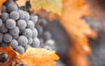 Осенняя обрезка винограда и укрытие лозы на зиму