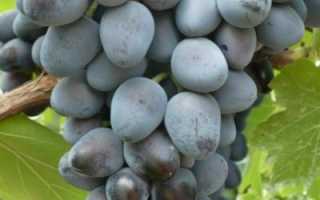 Сорт винограда Кубань: описание, особенности выращивания, отзывы, фото