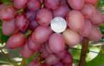 Виноград София: описание столового сорта винограда, уход и выращивание