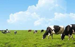 Эффективные антибиотики при мастите у коров