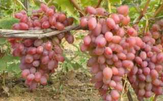 Виноград Гелиос: описание, посадка, выращивание, отзывы