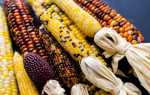 Декоративная (земляничная) кукуруза: фото и выращивание
