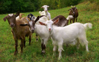 Болезни коз: виды заболеваний, основные симптомы и их лечение