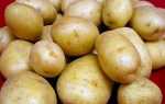 Сорт картофеля — Голландка: подробное описание, характеристика видов и фото