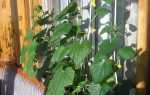 Лучшие балконные сорта огурцов для выращивания в домашних условиях