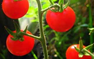 Лучшие сорта томатов черри описание с фото