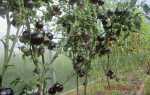 Томат Черная гроздь: описание, отзывы, фото, характеристика