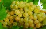 Виноград Кристалл: описание сорта, выращивание уход и отзывы