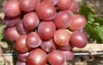 Виноград «Пестрый»: характеристика сорта и технология выращивания