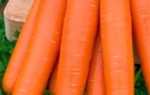 Морковь сорта — карамелька