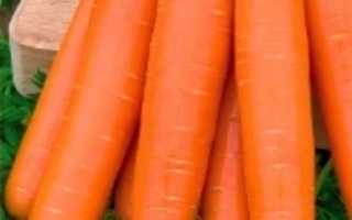 Морковь сорта — карамелька