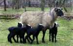 Мясные овцы