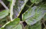 Почему скручиваются листья у помидор в теплице: причины, что делать, фото, видео