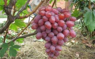 Виноград Анюта: описание сорта, достоинства и недостатки