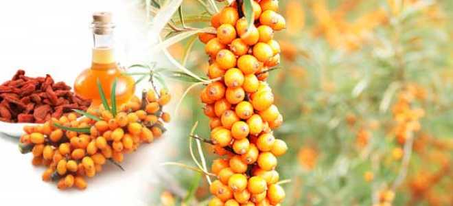 Как сделать облепиховое масло в домашних условиях, 4 рецепта