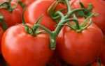 Сорта ранних помидоров для теплиц: ультраранние, суперранние, скороспелые, названия, описание, фото, видео
