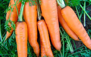 Морковь алтайская лакомка: описание, характеристика сорта, отзывы — eТеплица