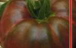 Фото, отзывы, описание, характеристика, урожайность сорта томата «Цыган»