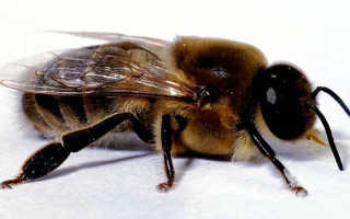 Трутни в пчелиной семье — зачем нужны, когда появляются, видео