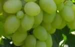 Виноград Надежда Аксайская – изысканный вкус и высокий урожай при минимальном уходе