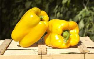 Перец Гигант желтый: описание сорта, характеристика, отзывы об урожайности, фото