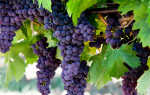 Уход за виноградом осенью: обрезка на зиму и укрытие от морозов