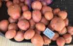 Сорт картофеля Ред Соня: фото, отзывы, описание, характеристики