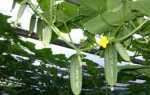 Выращивание огурцов в теплице из поликарбоната: посадка, уход за рассадой, подкормка и полив