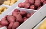 Лучшие сорта картофеля для средней полосы России — самые вкусные и урожайные