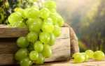 Вино из зеленого винограда — рецепт приготовления в домашних условиях