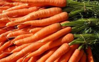 Посадка моркови на Урале — сроки