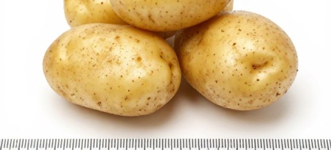Картофель — Бриз: описание сорта, характеристика, фото, отзывы
