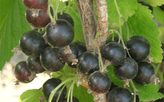 Сорт черной смородины Валовая: описание, отзывы