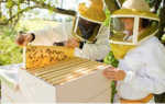 Уход за пчелами с нуля — быть пасеке или не быть