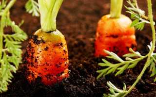 Удобрения для моркови: что вносить в почву при посадке и росте