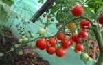 Томаты черри для теплицы — сорта помидоры, похожие на вишню: как выращивать лучшие сорта и ухаживать за кустом при выращивании?